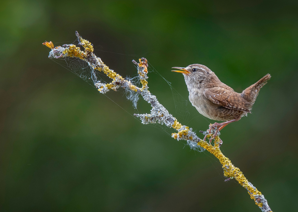 The morning Wren von Kieran O Mahony AIPF