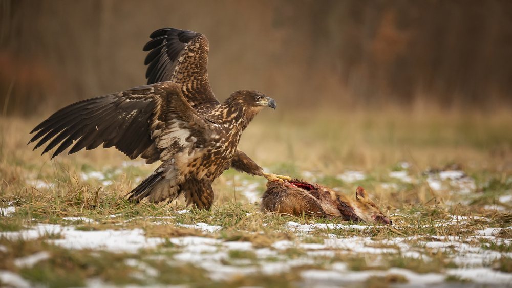 Fox for lunch von Kieran O Mahony AIPF