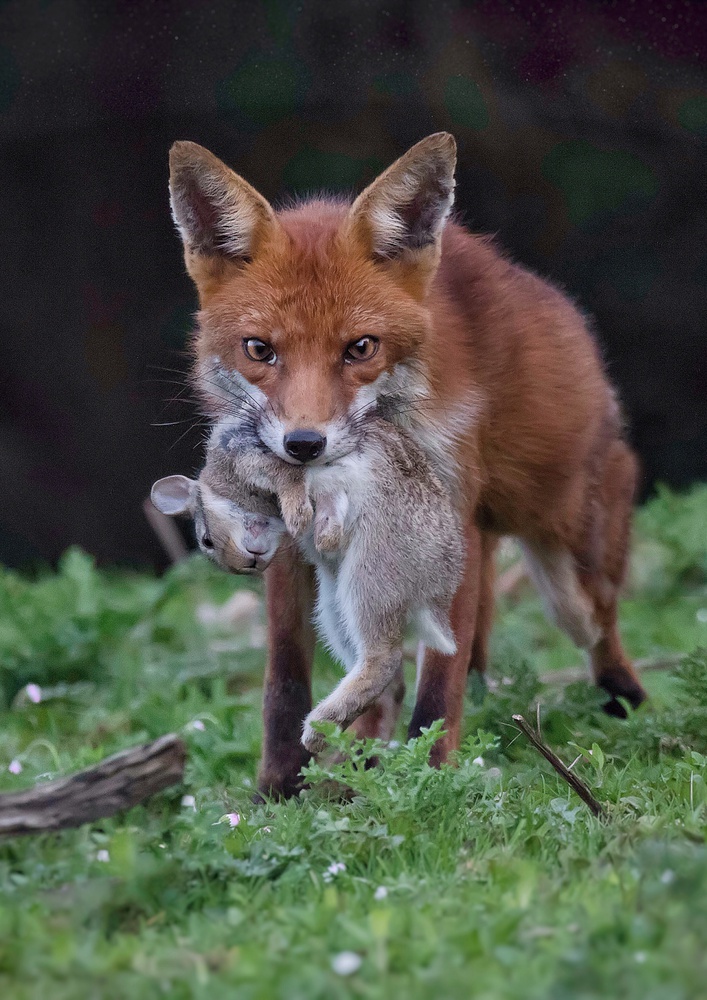 Rabbit for lunch von Kieran O Mahony AIPF