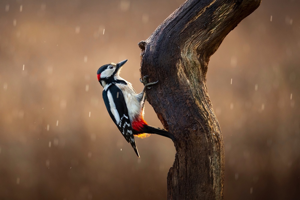 Woodpecker in the rain von Kieran O Mahony AIPF