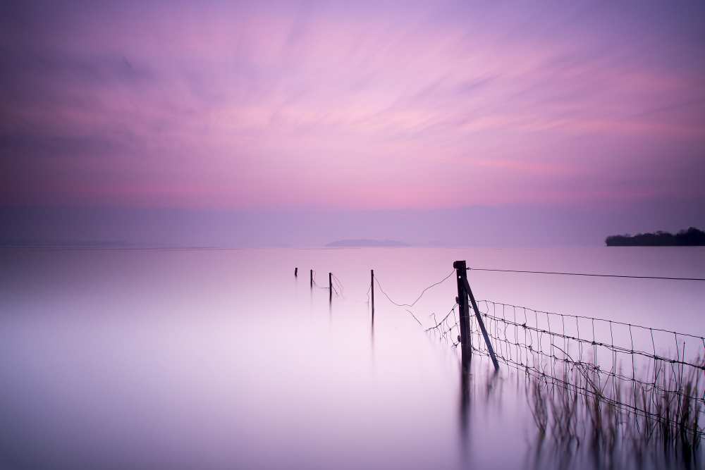 Milky pink von Kieran O Mahony