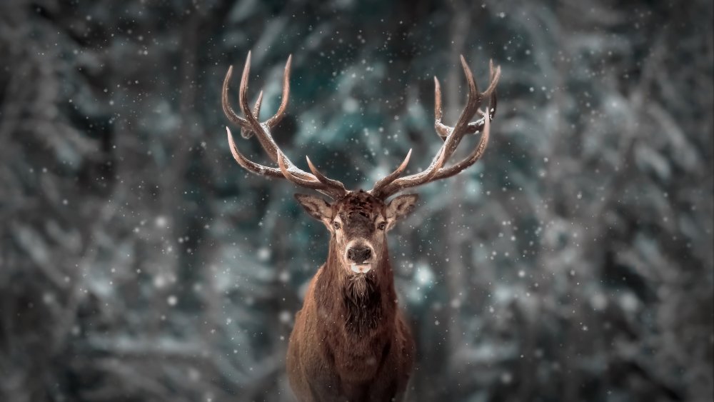 Deer King von Kim Lee