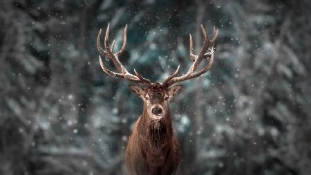 Deer King