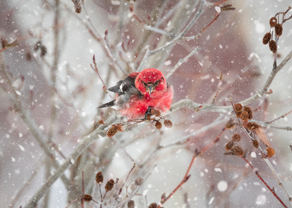 Crossbill  in the Snow von Kimberly