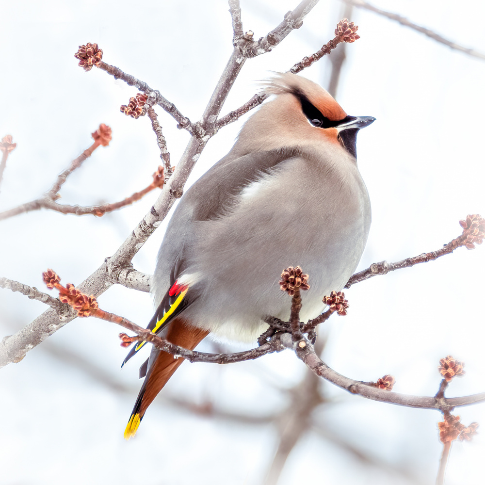 Can you say “who’s a pretty bird?” von Kimberly