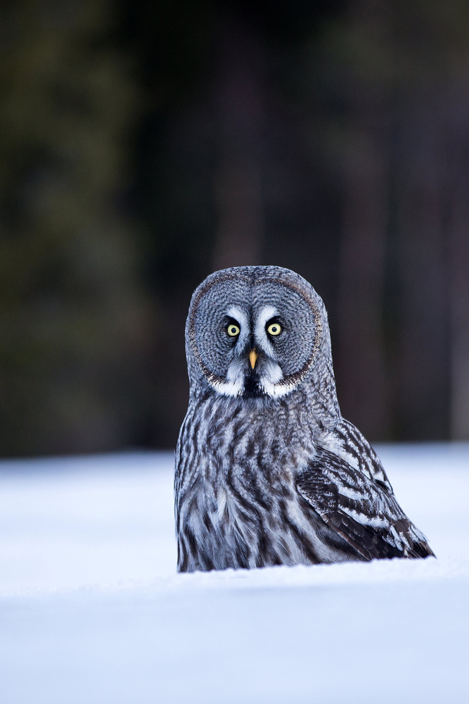 Great grey owl von Kique Ruiz