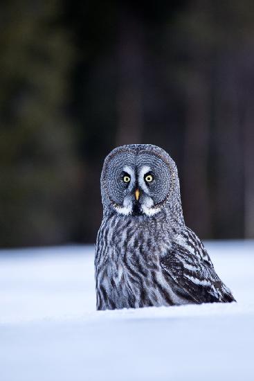 Great grey owl