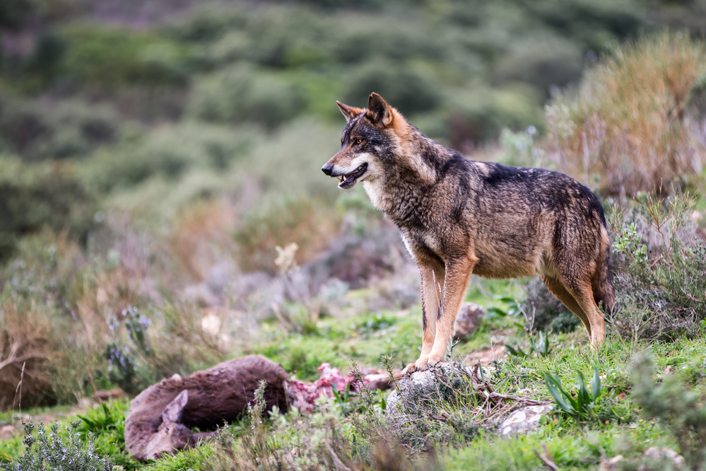 Iberian wolf von Kique Ruiz