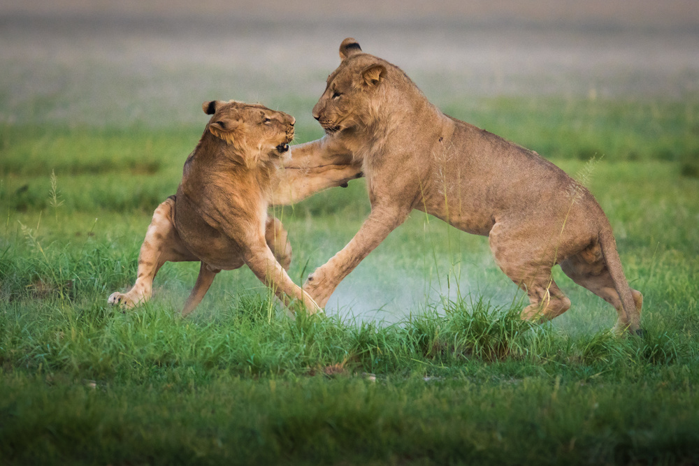 Lions game von Kirill Trubitsyn