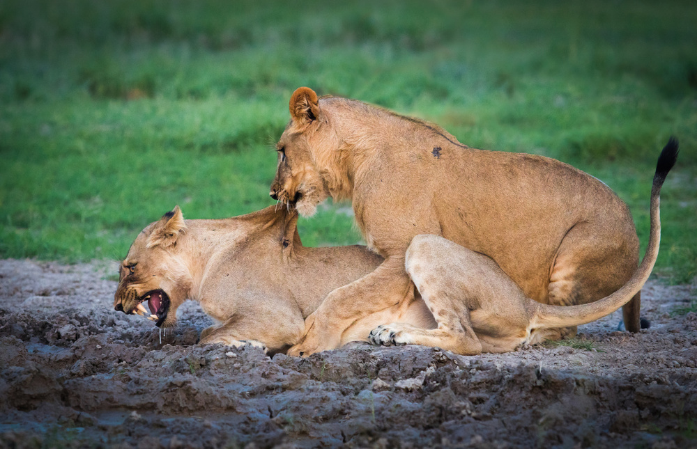 lions game von Kirill Trubitsyn