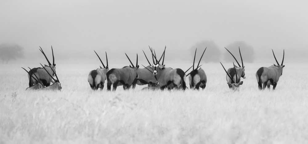 Oryx in the rain von Kirill Trubitsyn