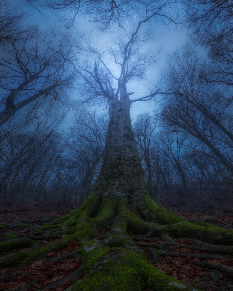 Evil Tree von Kirill Volkov