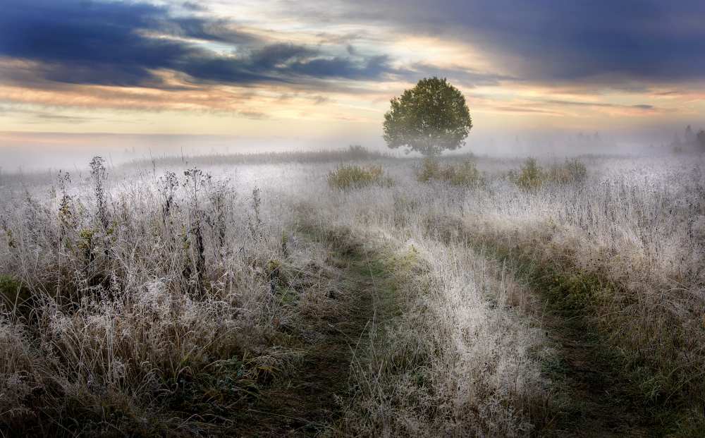 Frosty Morning von Kirill Volkov