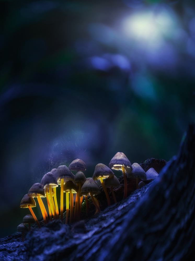 Glowing mushrooms von Kirill Volkov