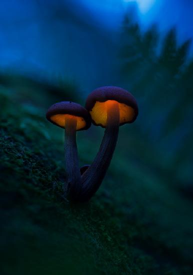 Glowing mushrooms