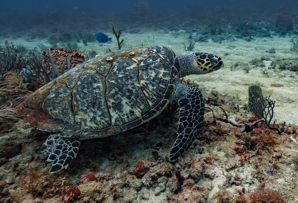 Sea Turtle von Kirk Cypel