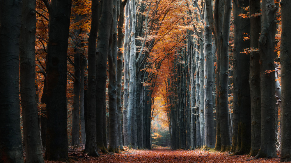 Autumn avenue von Klaus Heuermann