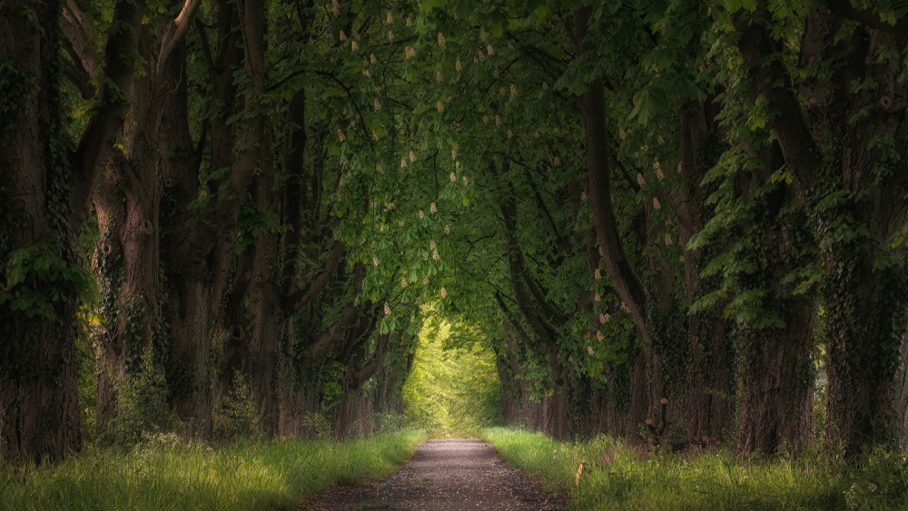 chestnut avenue von Klaus Heuermann