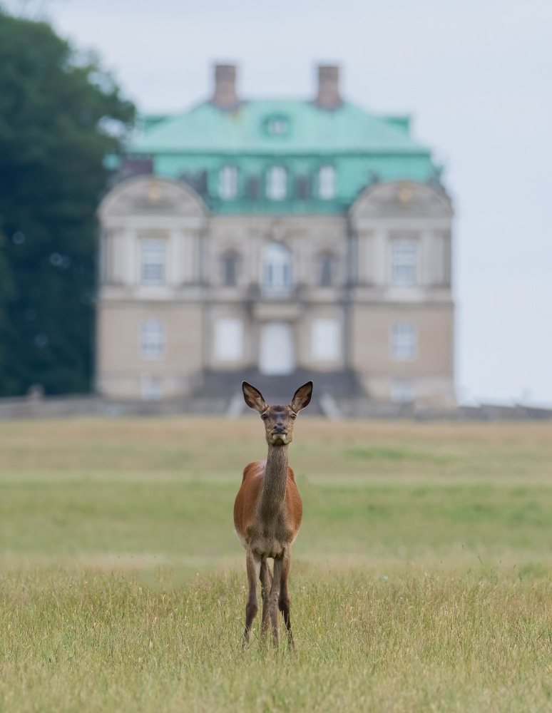 Det boss of the castle von Knut Saglien