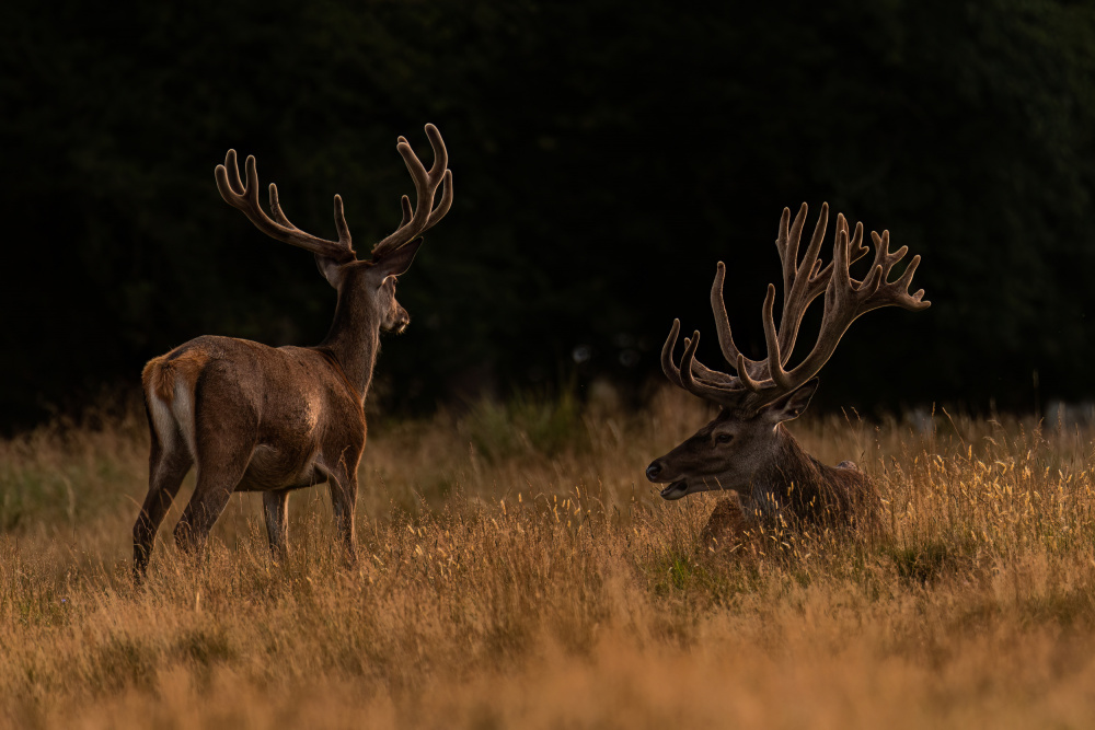 Bedtime my friend von Knut Saglien