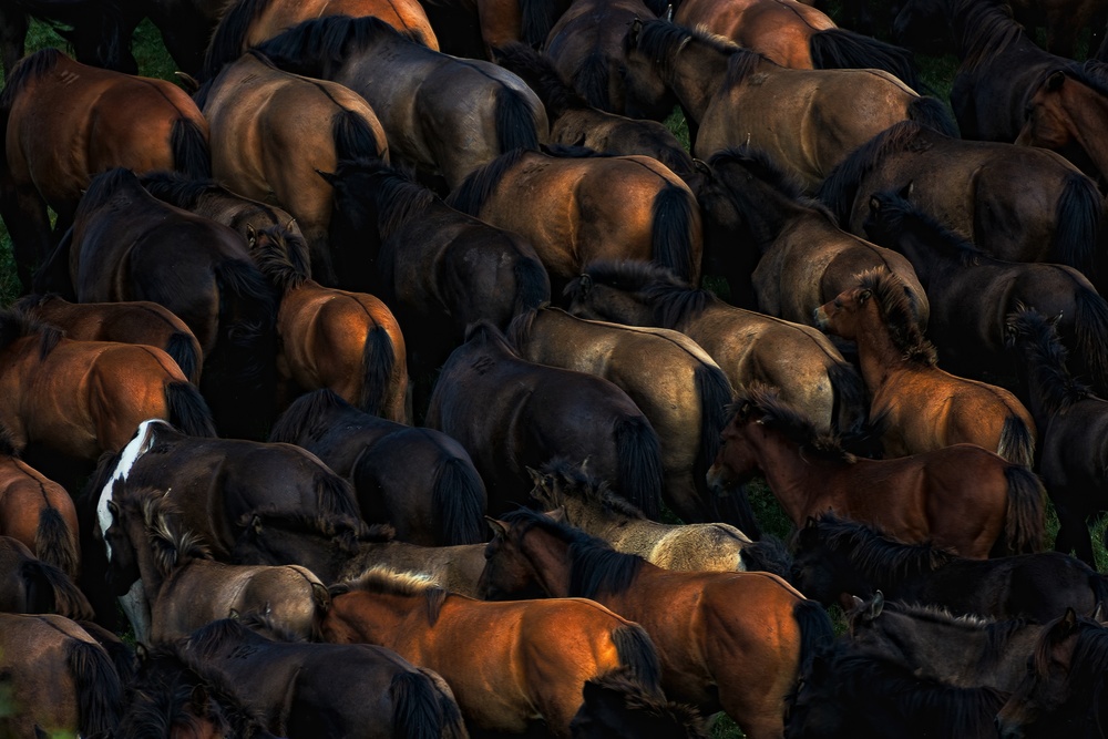 Wild horses von Konrad Szuszkiewicz