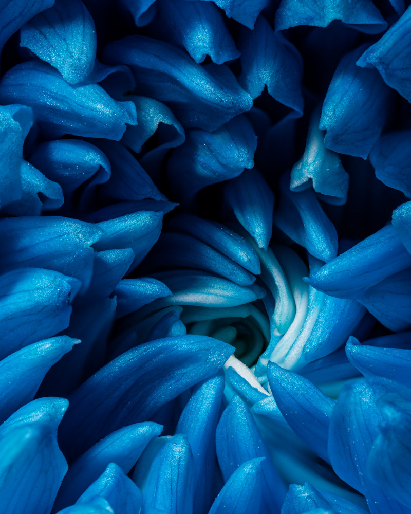 Blue chrysanthemum von Konstantin Morozov