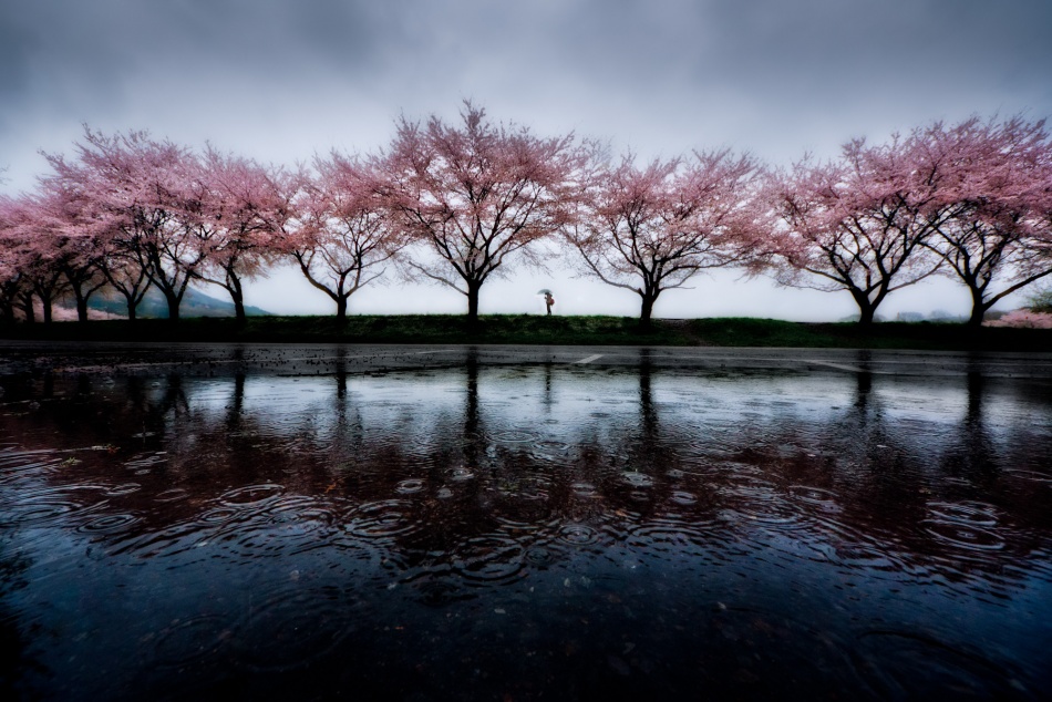 Spring rain von Kouji Tomihisa