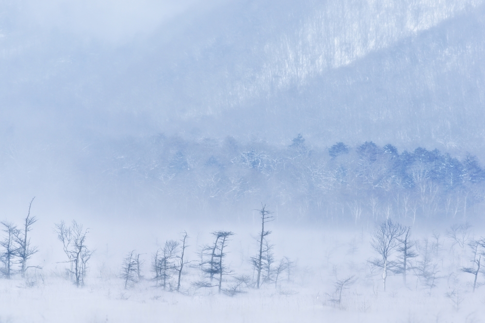 Snowstorm and young trees von Kouji Tomihisa