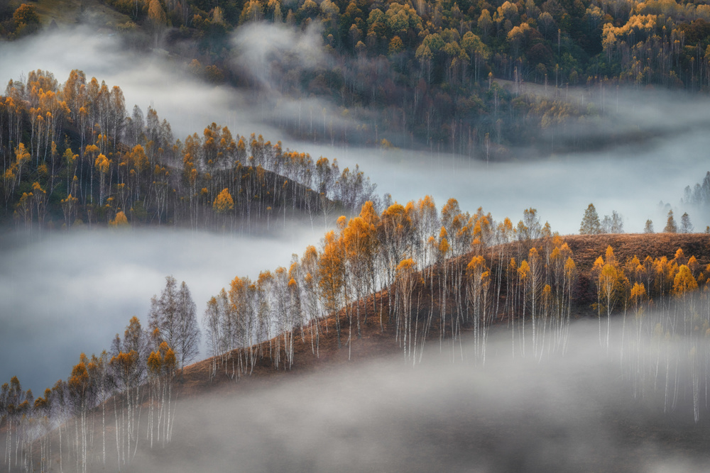 Foggy morning von Krasi Matarov