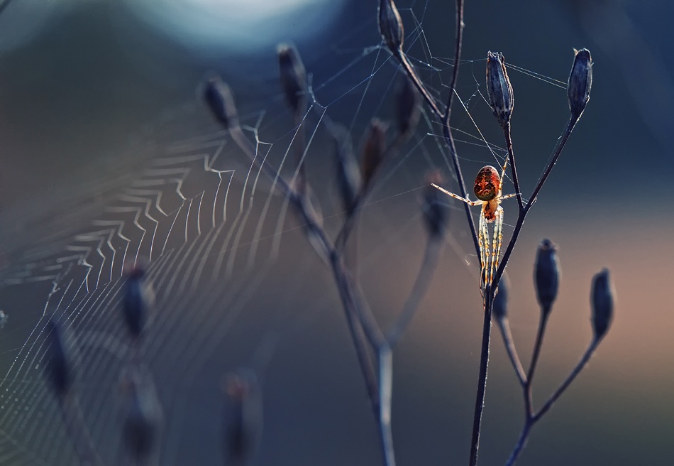 Spider like from another world von Krasi Matarov