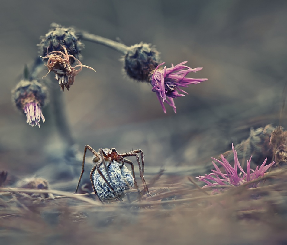 Welcome to the world of the spider von Krasi Matarov