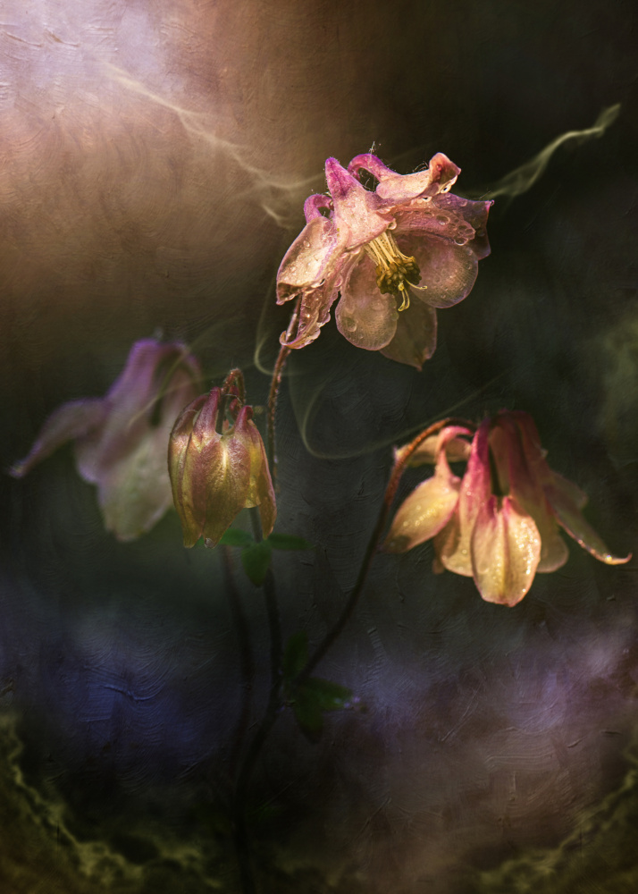 Common columbine von Kristina Zvinakeviciute