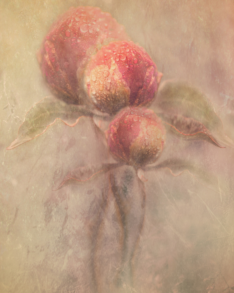 Peonies von Kristina Zvinakeviciute