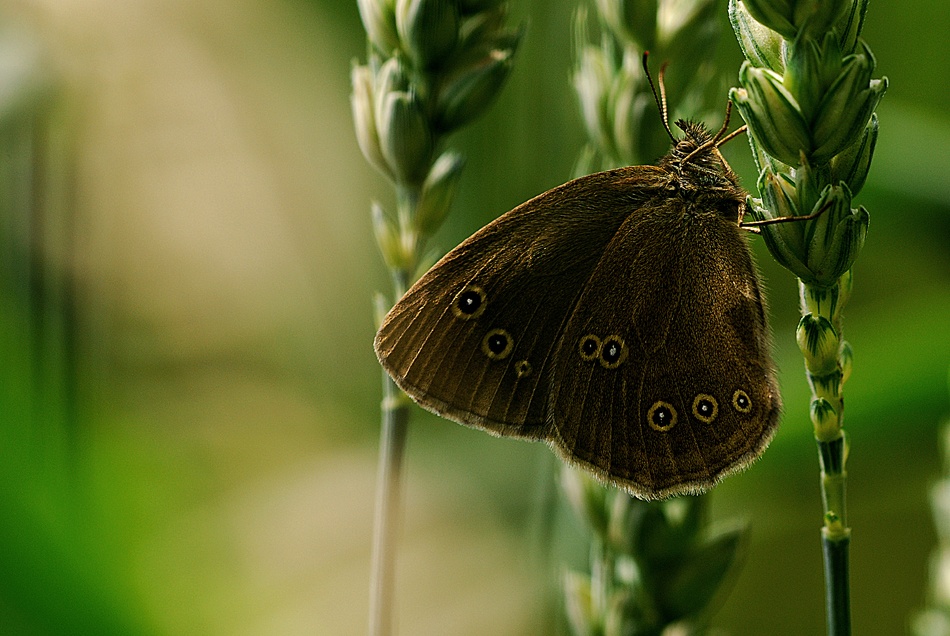 Butterfly in green von Kristoffer Jonsson