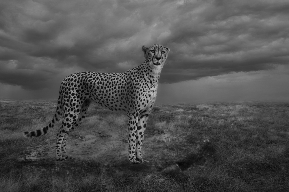 Alert Cheetah von Krystina Wisniowska