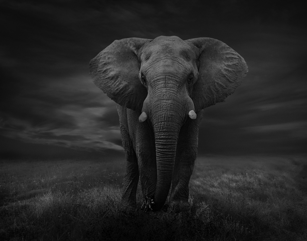 The Lonely Elephant von Krystina Wisniowska