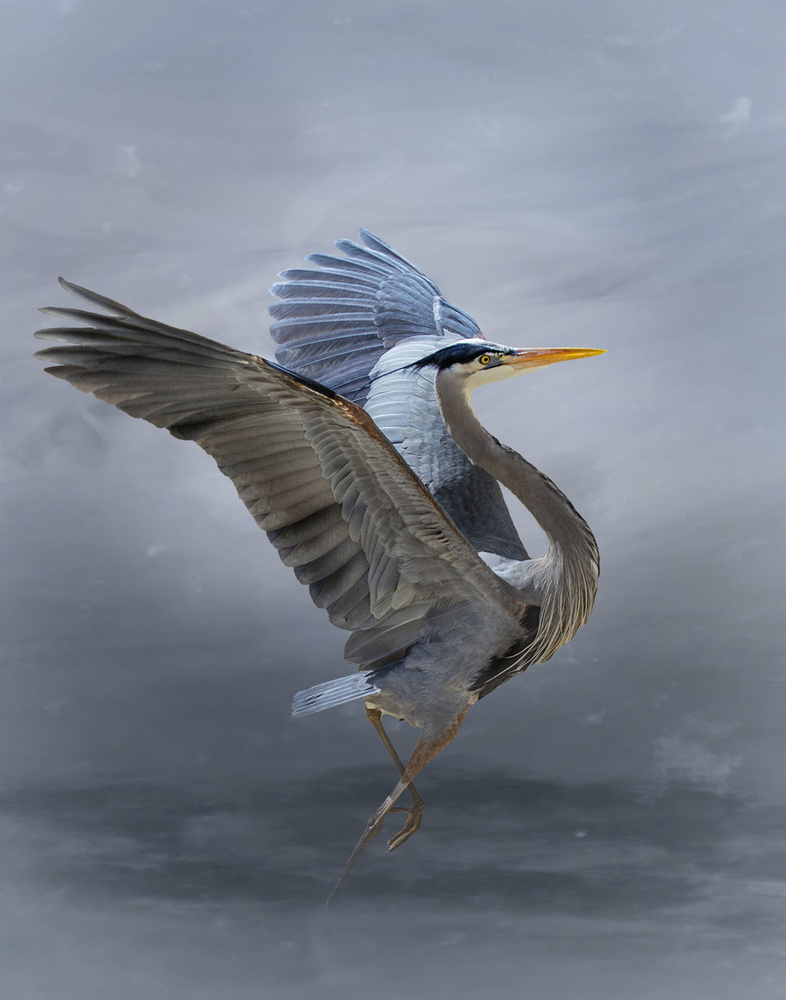 The Great Blue Heron von Krystina Wisniowska