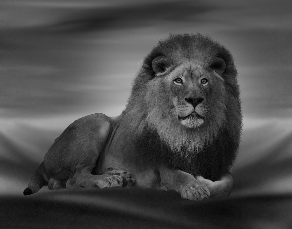 The Lion King von Krystina Wisniowska