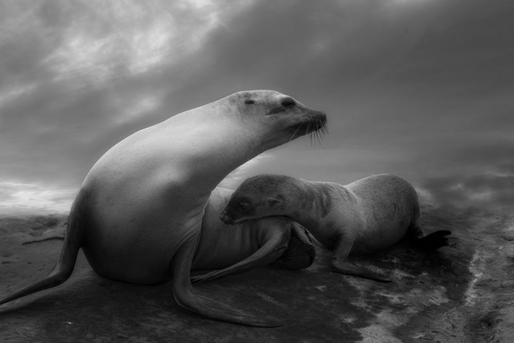 The Sea Lions Touching Moments von Krystina Wisniowska