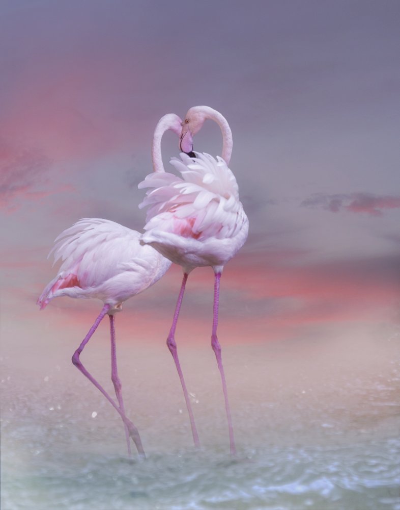 Flamingo Ballet von Krystina Wisniowska