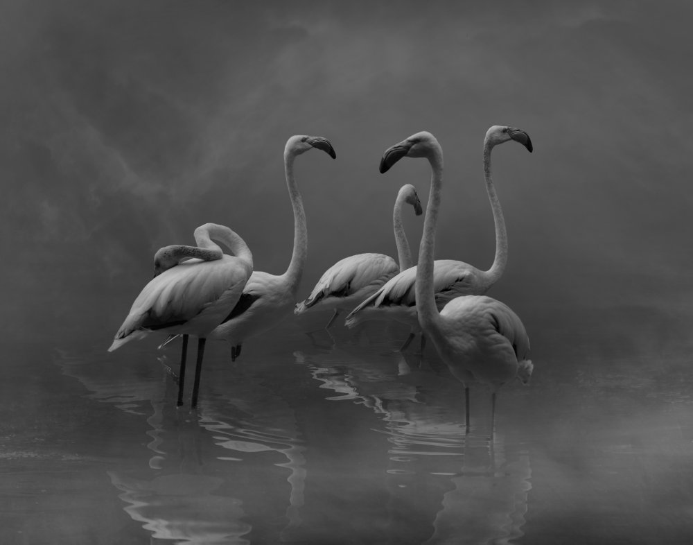 Flamingo Paradise von Krystina Wisniowska