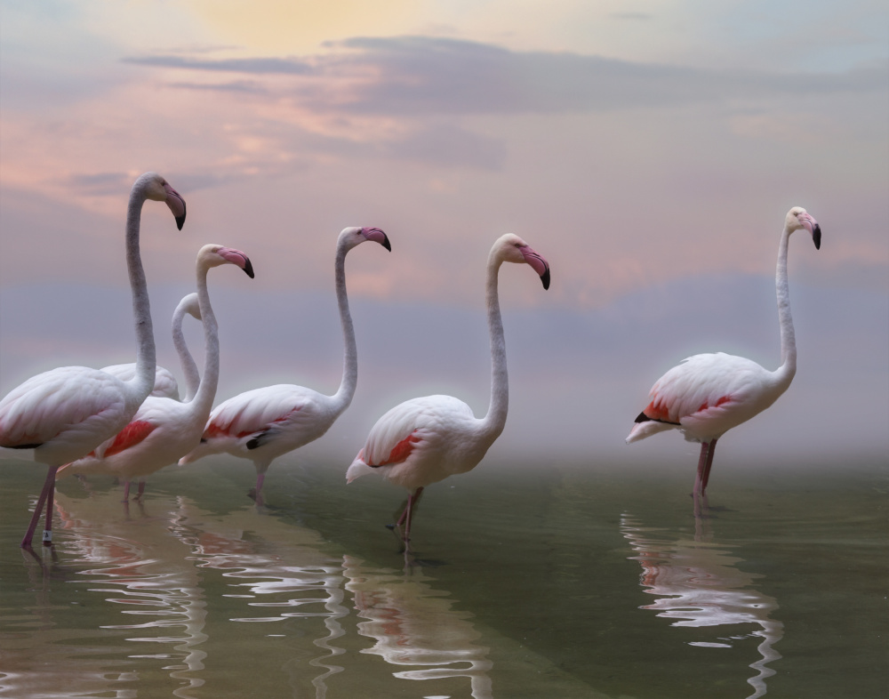 Flamingo Sunset von Krystina Wisniowska