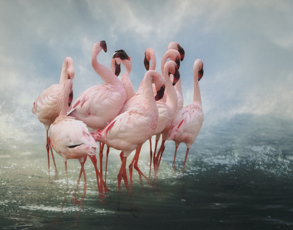 Lesser Flamingo Summit von Krystina Wisniowska