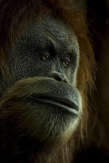 Portrait of a Person of the Forest