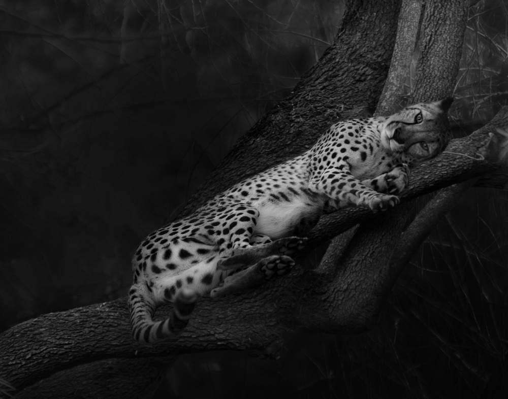 Resting Cheetah von Krystina Wisniowska