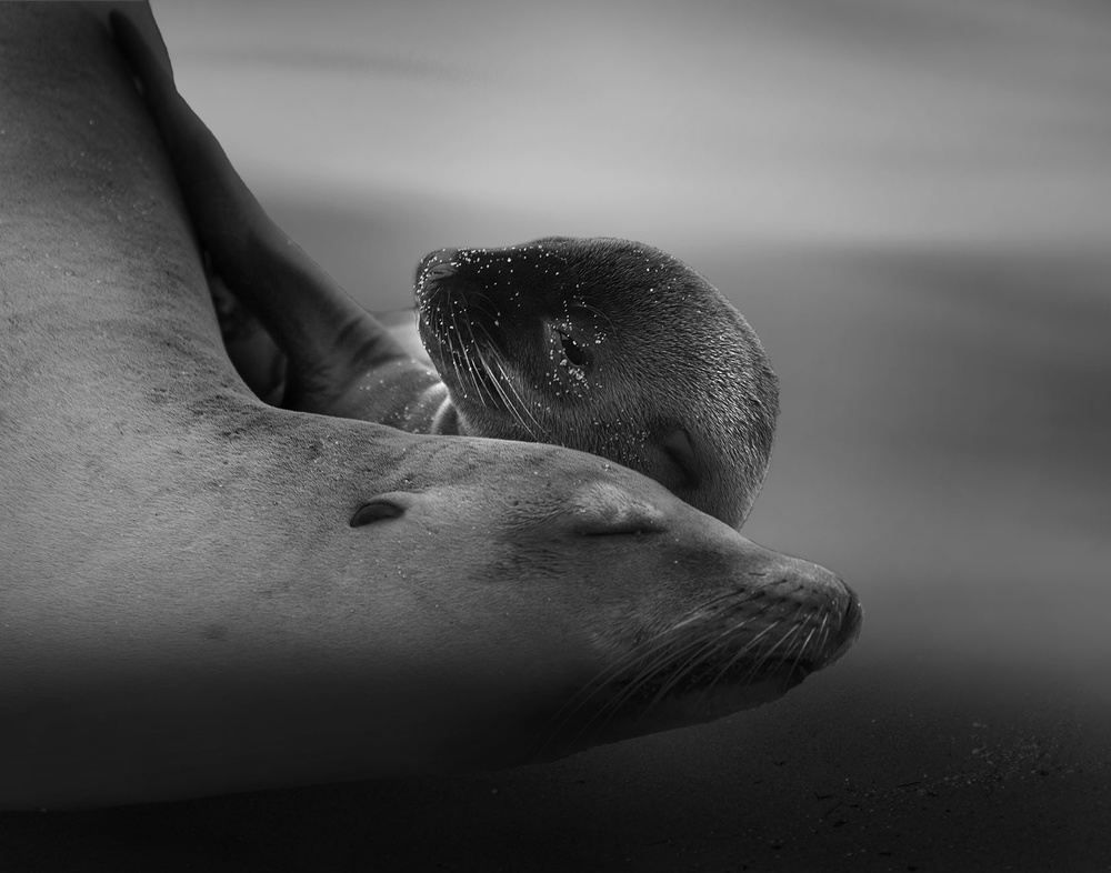 Sea Lion Pup with the Mother von Krystina Wisniowska