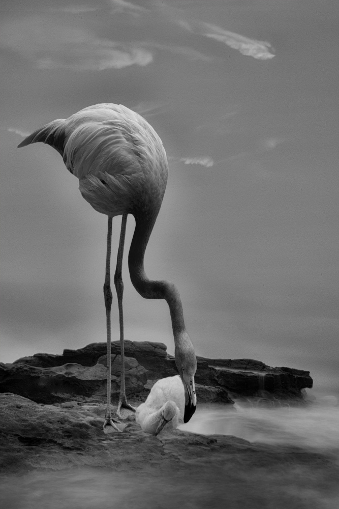 Vigilant Flamingo Mother von Krystina Wisniowska