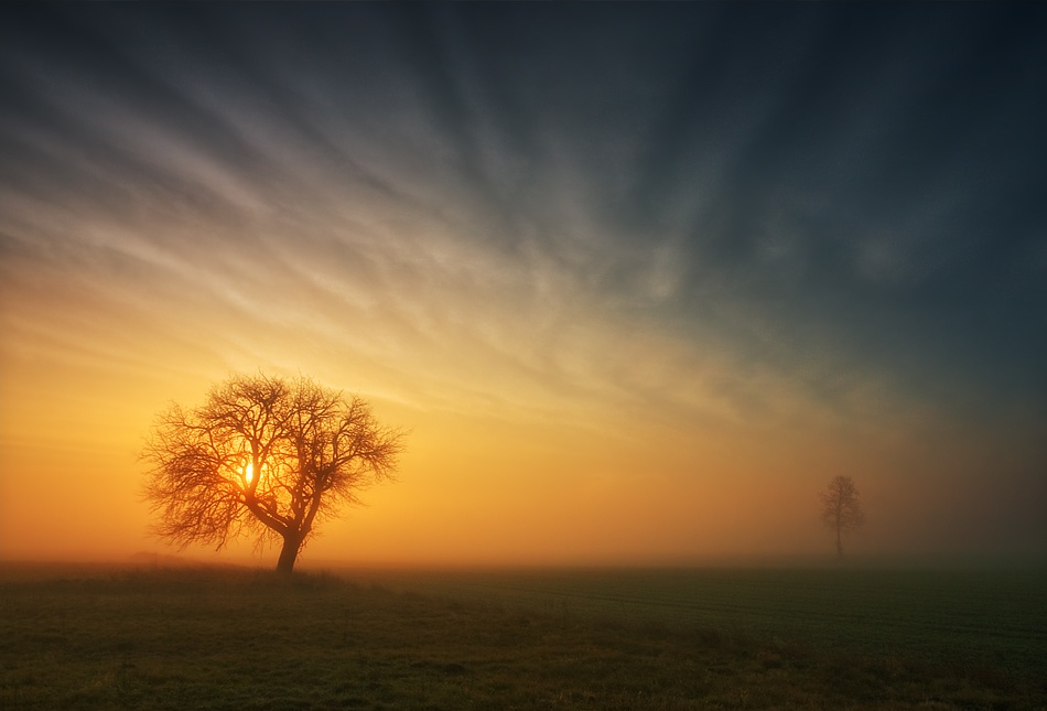 Tree... von Krzysztof Browko