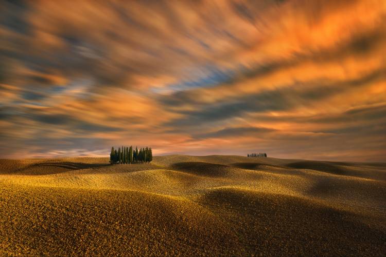 Cypresses... von Krzysztof Browko