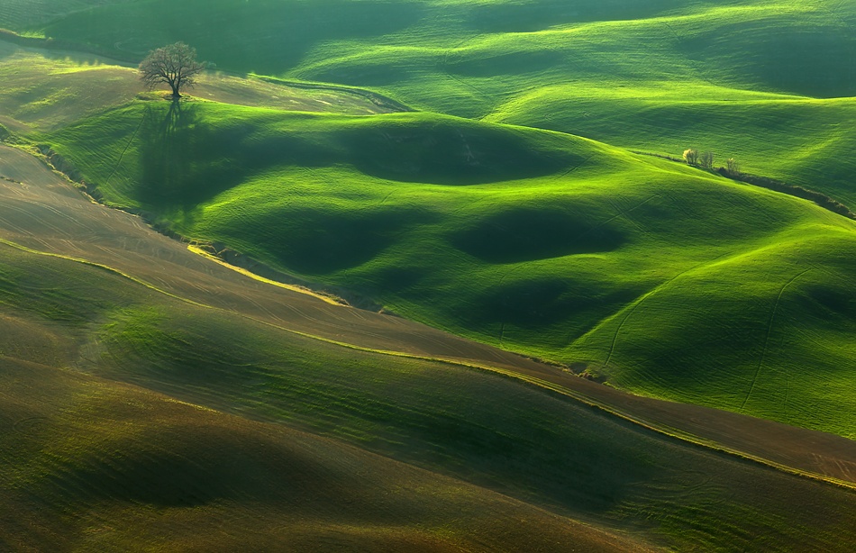 Oak... von Krzysztof Browko